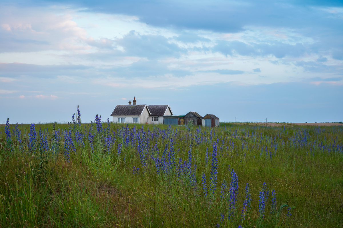 Whispers In The Wildflowers - Samantha Innard